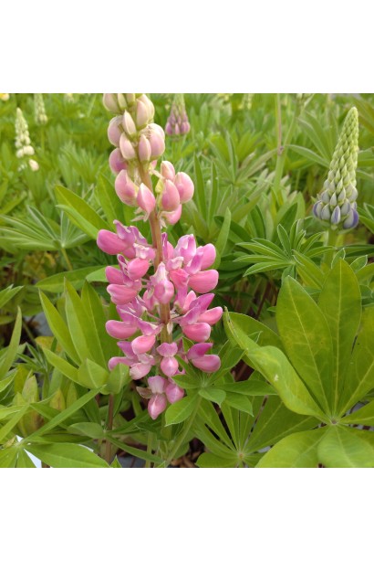 Lupinus polyphyllus `Rose Shades`